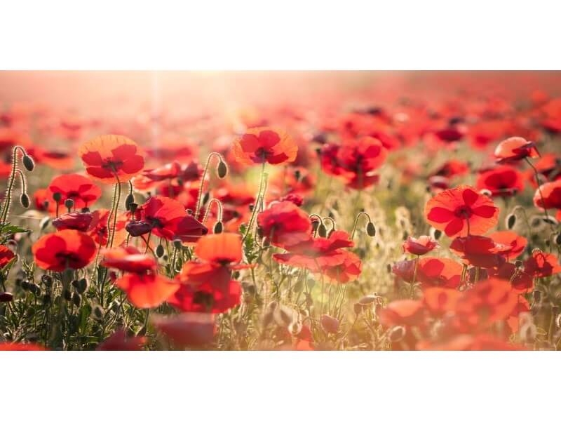 NEORI RODRIGUES DA FONSECA