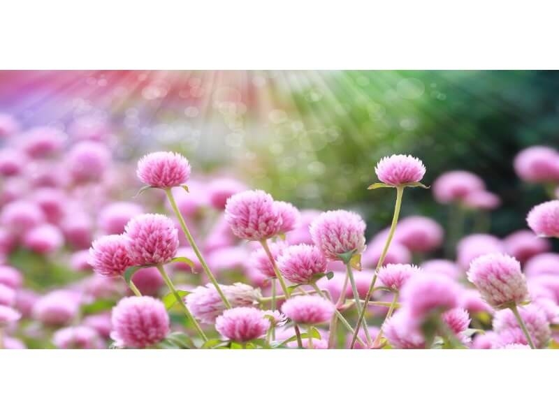 NEORI RODRIGUES DA FONSECA